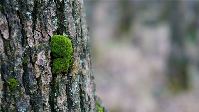 Moss on Tree Bark 4K
