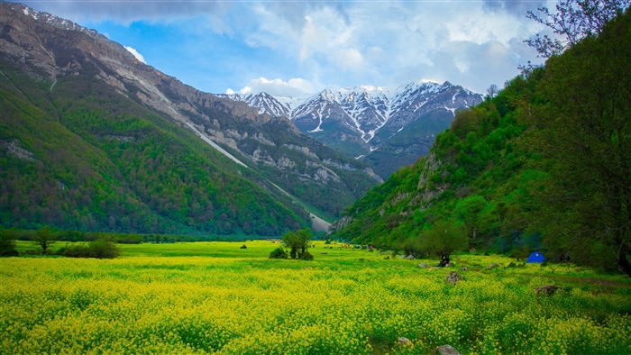 Meadow with flowers and mountains 4K