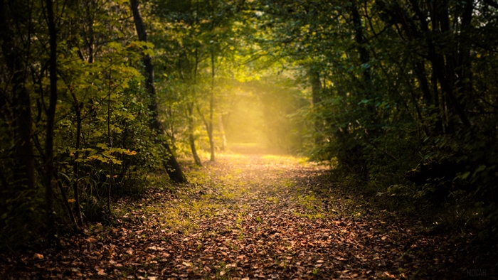Autumn forest path with fog and foliage 4K