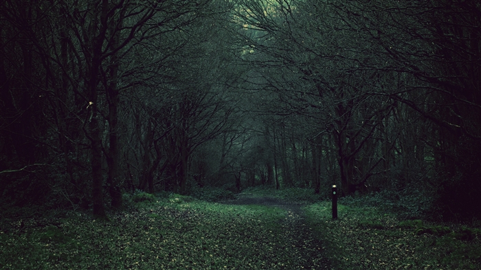 Gloomy Forest Path with Dark Trees 4K