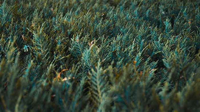 Green vegetation 4K