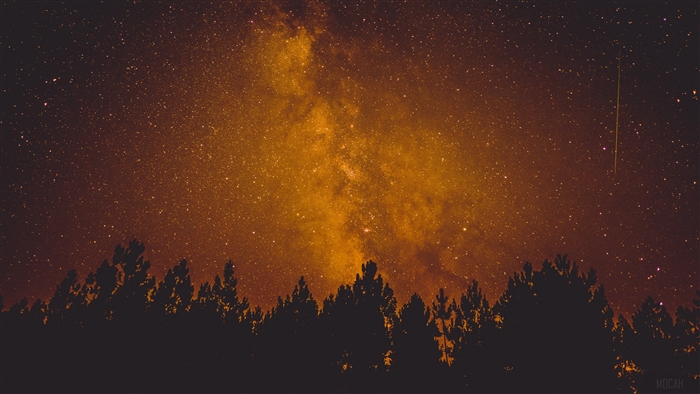 Milky Way over silhouetted pine trees at night