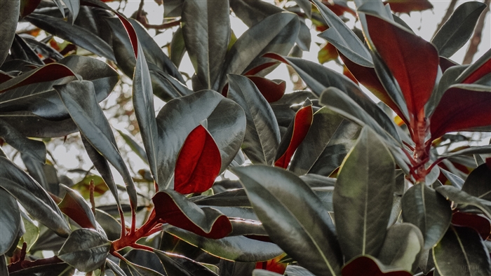 Magnolia leaves with red undersides