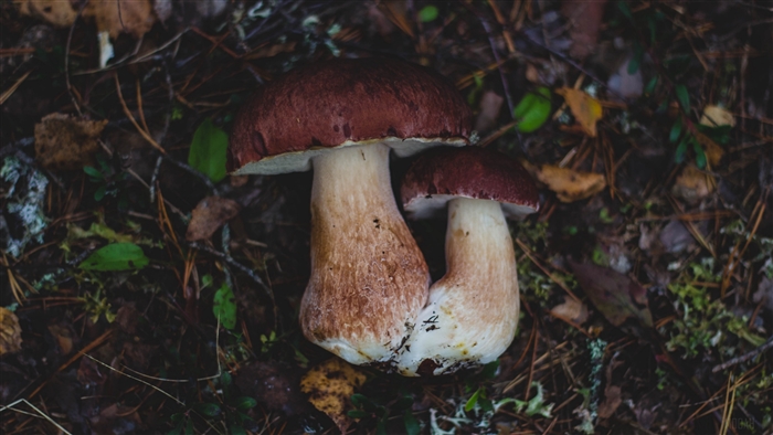 Two mushrooms in a forest floor with foliage
