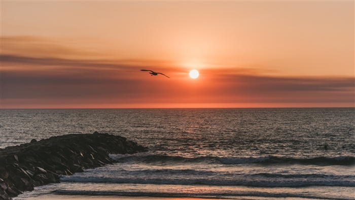 Seagull flying over the sea at sunset 4K