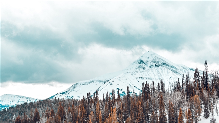 Snow-covered mountains and pine trees 4K