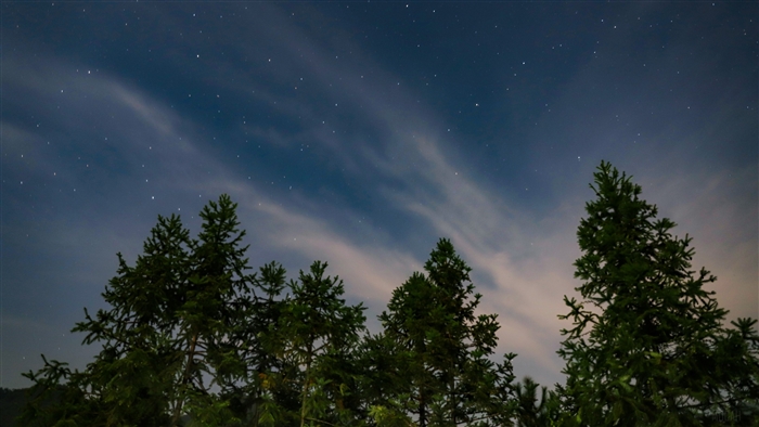 Starry sky above trees