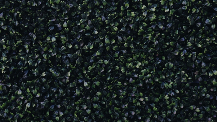 Dark Green Foliage 4K