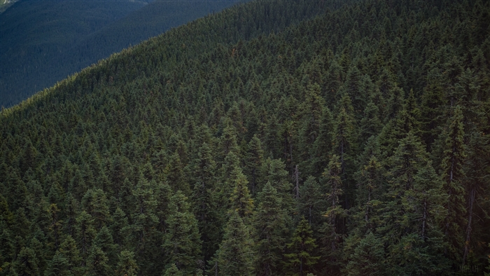 Forest on a hill in Whistler, Canada 4K