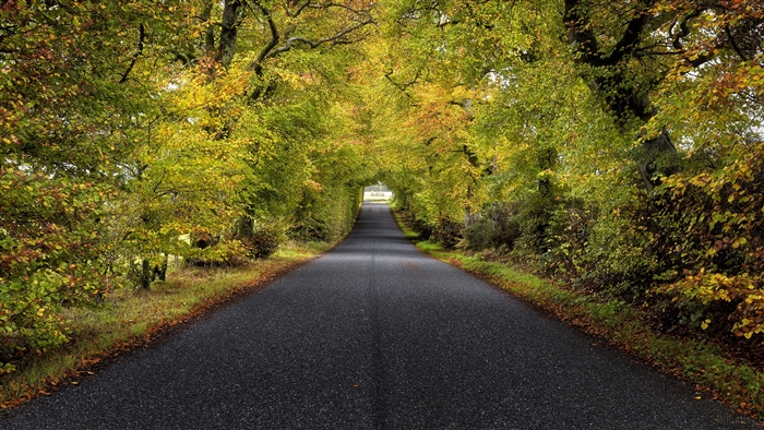 Road through autumn trees in Scotland 4K