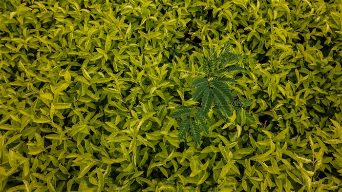 Green leaves and a single plant