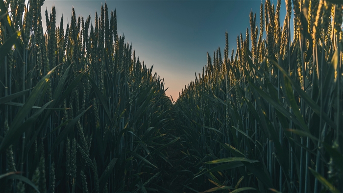 Wheat field path at sunset 4K