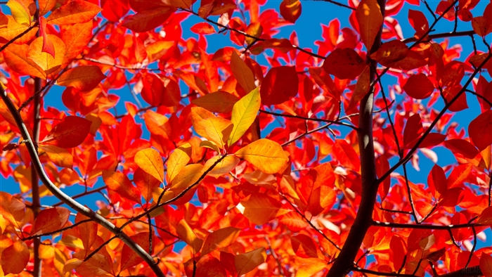 Autumn leaves on branches against blue sky 4K