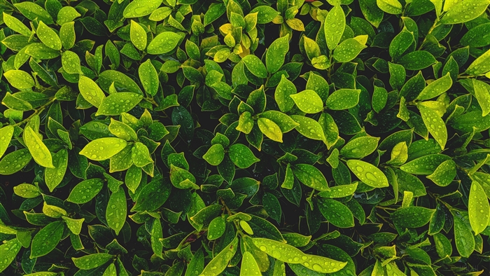 Green leaves with water drops