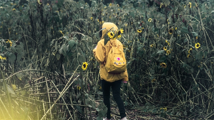 Person with backpack in sunflower field