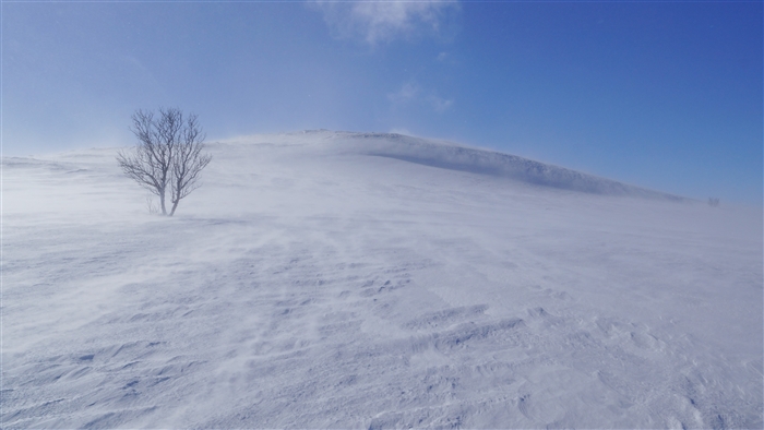 Tree in a snowstorm with fog