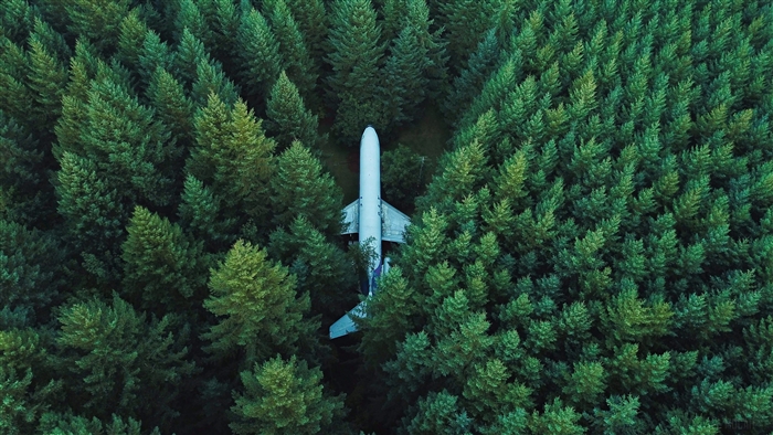 Airplane in a forest, top view 4K