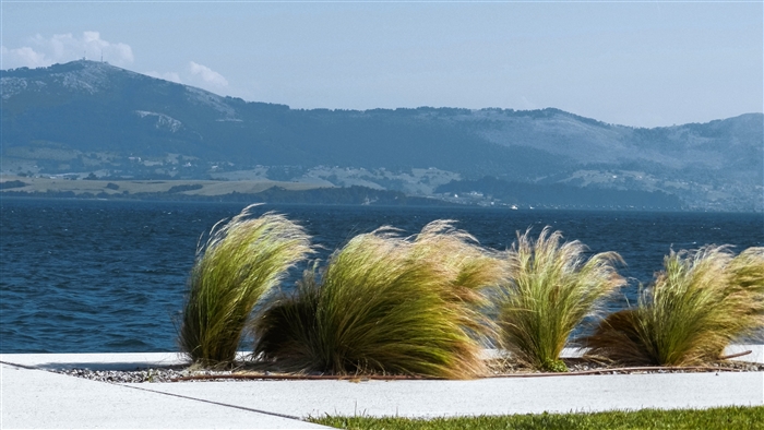 Grasses blowing in the wind by the sea with mountains