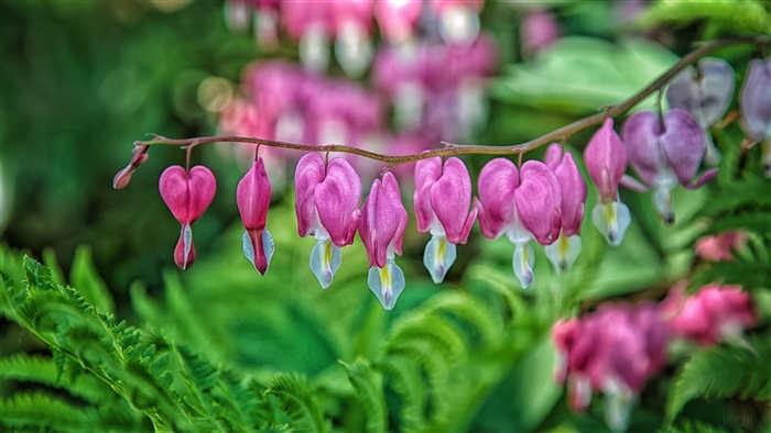 Bleeding heart flowers on a branch with ferns