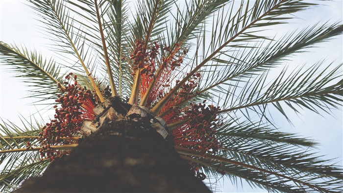 Palm tree with dates, view from below, 4K