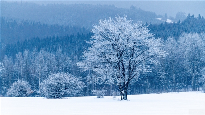 Snow covered trees in a winter forest 4K