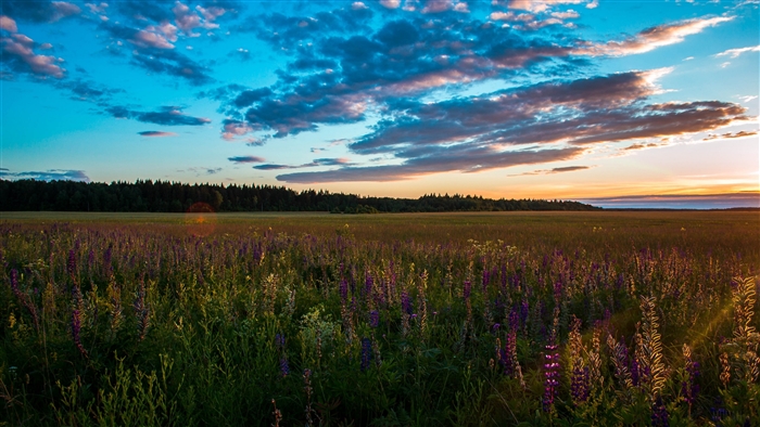 Field of wildflowers at sunset 4K