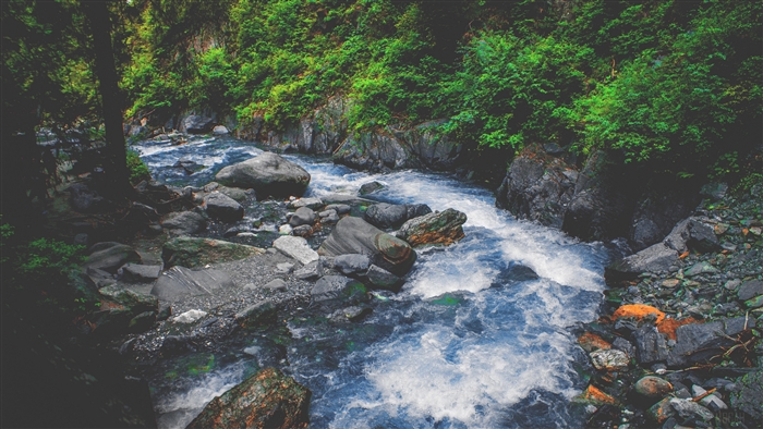 Stream flowing over stones in a forest 4K