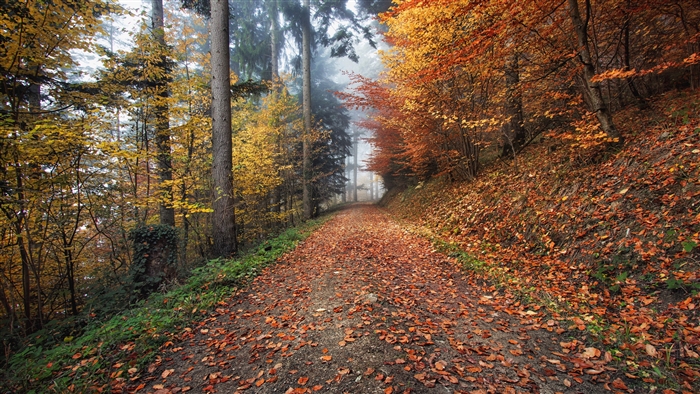 Autumn forest path with fallen leaves