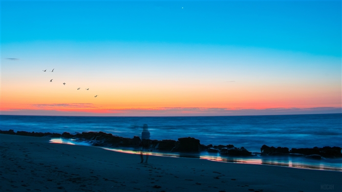 Birds flying over the sea at sunset