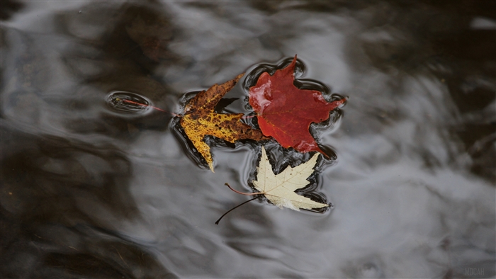 Autumn maple leaves floating on water 4K