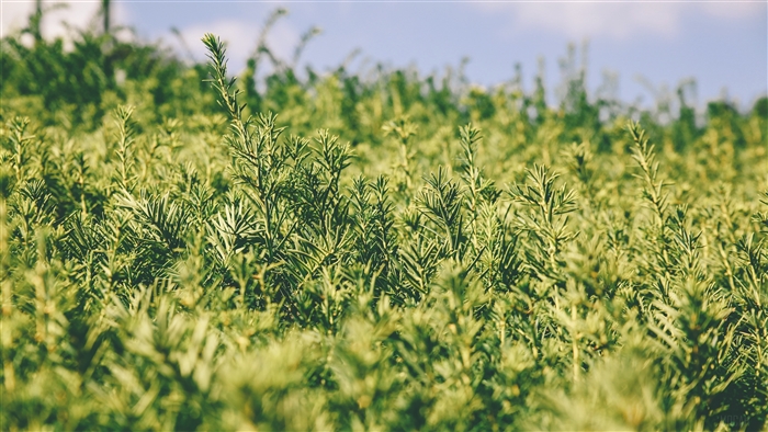 Green plants in a garden with blurred background