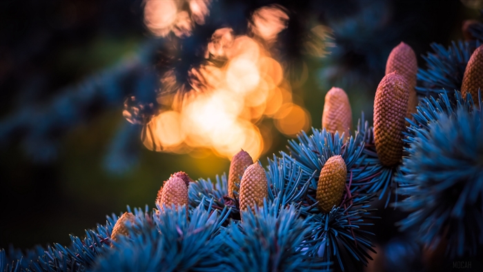 Spruce cones with bokeh and glare 4K