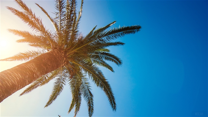 Palm Tree Against Blue Sky with Sunlight