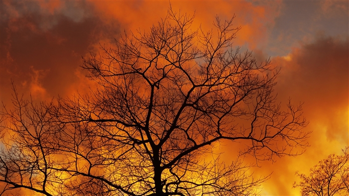 Silhouette of a bare tree against a fiery sunset sky