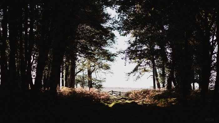Dark forest path with a wooden gate
