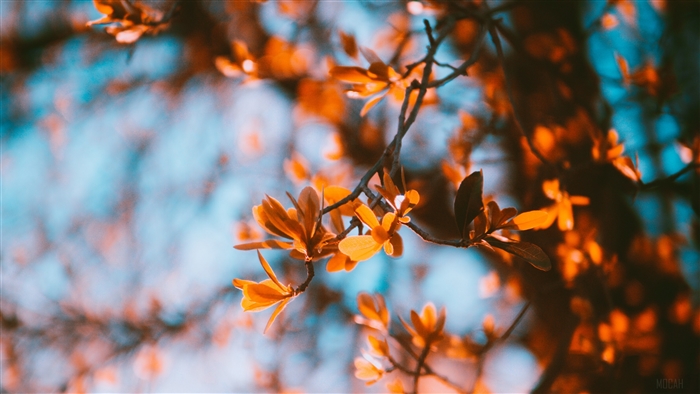 Autumn branches with orange leaves 4K