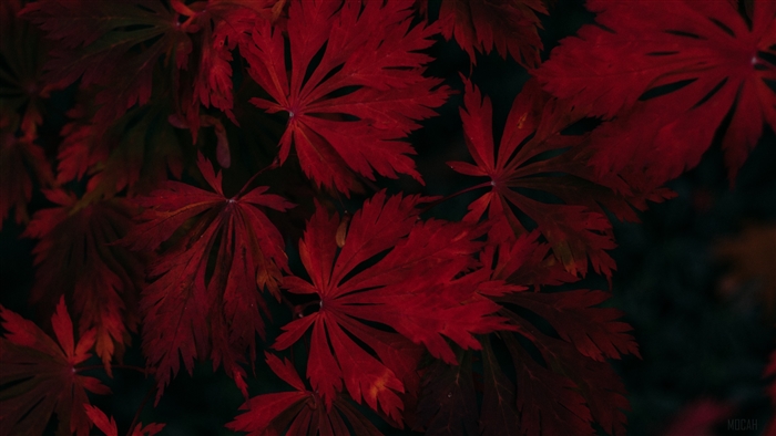 Dark Red Maple Leaves 4K