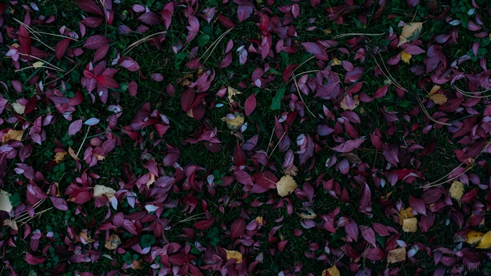 Fallen autumn leaves on grass, 4K