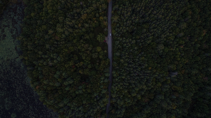 Aerial view of a road through a dark forest