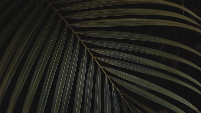 Close-up of a green palm leaf with dark background