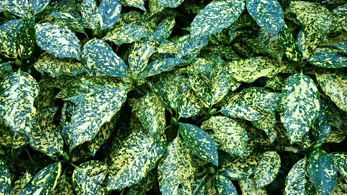 Variegated Aucuba Leaves 4K