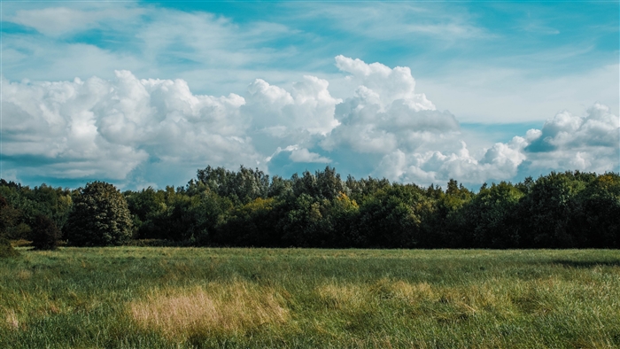 Field with grass, trees, and clouds 4K