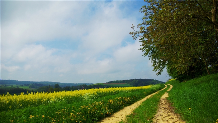 Dirt road through a yellow flower field in the countryside