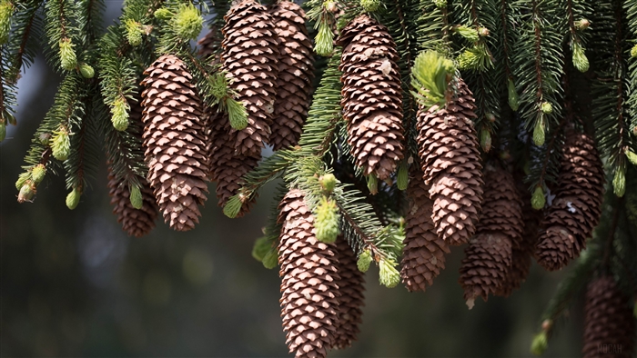 Pine cones on a fir tree branch 4K