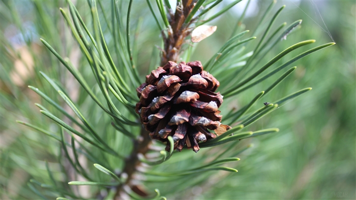 Pine cone on a pine branch 4K