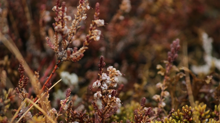 Close-up of heather plants in 4K