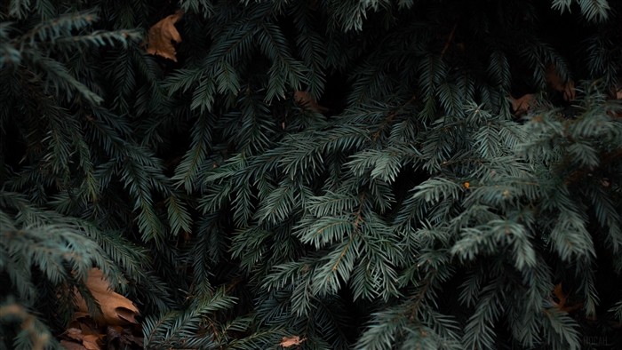 Close-up of dark green spruce branches with dry leaves