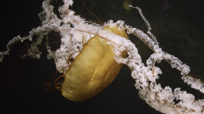 Jellyfish swimming underwater 4K