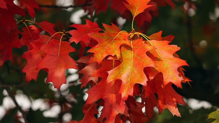 Red autumn leaves on a branch