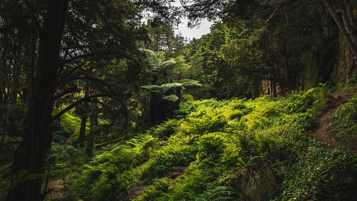 Ferns and trees in a forest in Waipu, New Zealand 4K